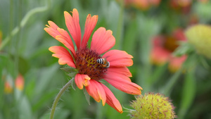 蜜蜂吃花粉39秒视频