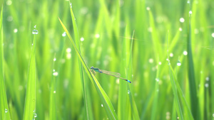 清晨在绿稻田里停留的蜻蜓11秒视频