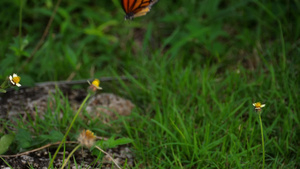 皇帝蝴蝶在花朵上26秒视频