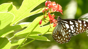 热带异国情调的蝴蝶在丛林雨林中坐在绿叶上宏观特写春天21秒视频