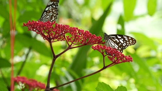 热带异国情调的蝴蝶在丛林雨林中坐在绿叶上宏观特写春天视频
