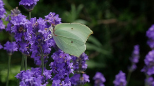 紫花上美丽的白蝴蝶25秒视频