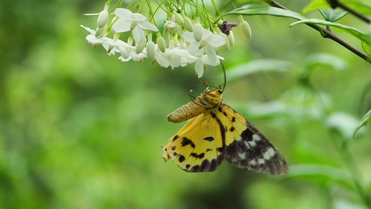 蝴蝶和白花视频