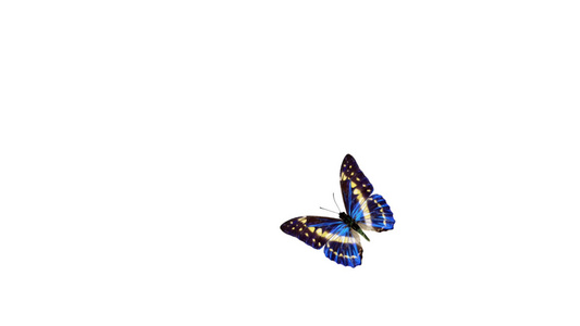 蝴蝶飞行和降落在白色背景上有阿尔法频道视频