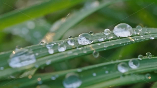 高清春雨雨水下雨雨滴雨珠空镜头视频