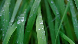 高清春雨雨水下雨雨滴雨珠空镜头35秒视频