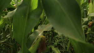 年轻的农艺家在玉米田里漫步30秒视频