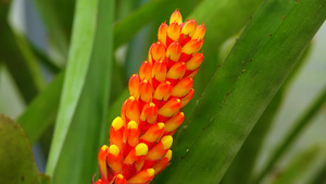 温室中的热带植物的红黄氟化物12秒视频