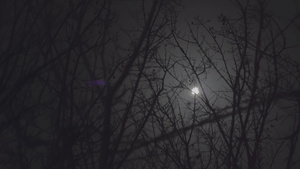 月亮之夜13秒视频