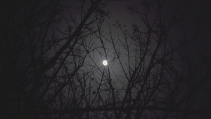月亮之夜树枝12秒视频