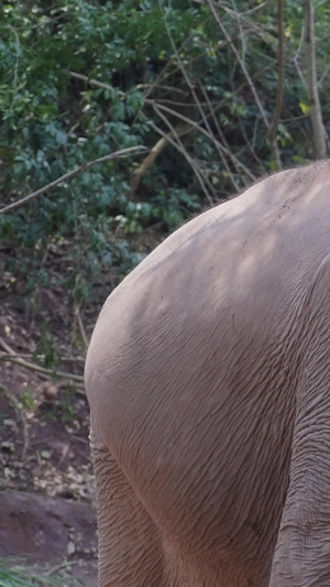 大象喂食和游客互动西双版纳85秒视频