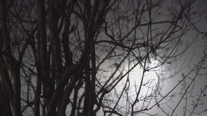 夜间的空树枝14秒视频