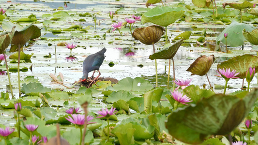湖上的西部沼泽与睡莲在阴沉的水中反射着鸟儿的粉红色视频