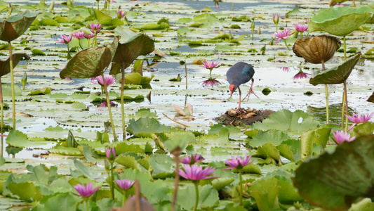 湖上的西部沼泽与睡莲在阴沉的水中反射着鸟儿的粉红色视频