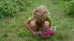 小男孩在花园里采草莓21秒视频