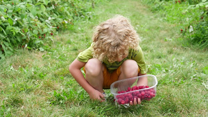 小男孩在花园里采草莓20秒视频