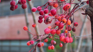 树枝上挂着的红草莓浆果和在空中挥舞15秒视频