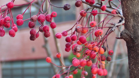 树枝上挂着的红草莓浆果和在空中挥舞视频
