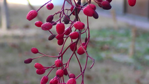 树枝上挂着的红草莓浆果17秒视频