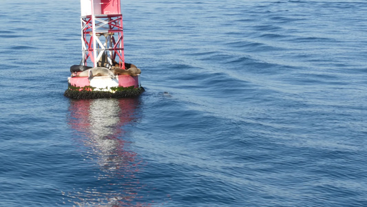 太平洋浮标上的海豹美国加利福尼亚州纽波特海滩的观鲸视频