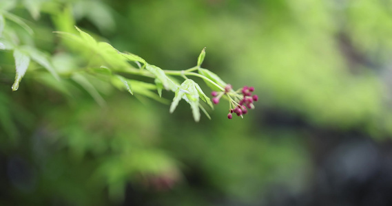 春天 枫叶 嫩芽 生机 绿色 雨天视频