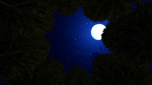 望向巨型树间月亮的高角视图24秒视频
