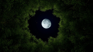 夜晚到白天的圆圆树动画25秒视频