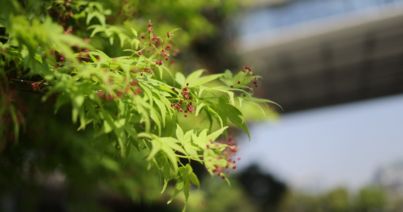 枫叶 嫩芽 生机 绿色 春天 春分视频