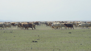 新疆牧业生产草原牲畜19秒视频