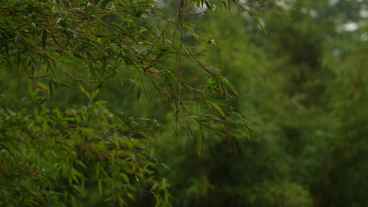 雨后的竹林实拍视频