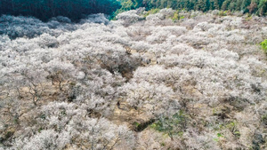 惠州梁化梅园航拍4K23秒视频