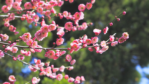实拍4K素材春暖花开唯美风景粉色梅花开放31秒视频