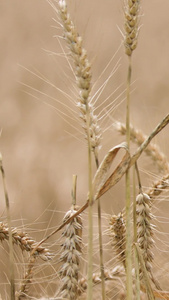 近距离拍摄成熟饱满的麦穗世界粮食日视频