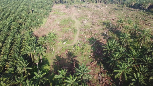 空中观察陆地清理视频