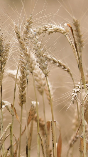 近距离拍摄成熟饱满的麦穗世界粮食日82秒视频