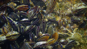 近距离闭合海床上有蛤壳海螺Mytilusgalloprovencialis10秒视频