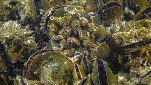 蛤壳海螺贻贝23秒视频
