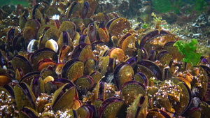 蛤壳海螺15秒视频
