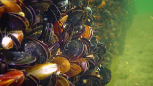 海床上蛤壳海螺21秒视频