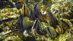 海床上蛤壳海螺42秒视频