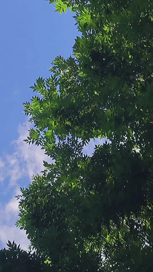  蓝天白云绿叶移动的云延迟摄影好天气15秒视频