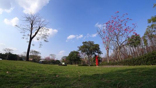 蓝天春暖花开草地视频