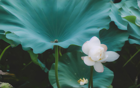 绿色植物绿意绿茵叶子叶片视频