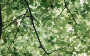 绿色树叶背景植物清新环境4秒视频
