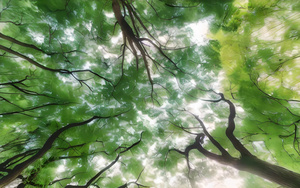 绿色植物树木结构仰拍清新4秒视频
