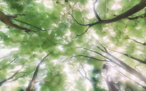 仰拍天空枝干树木枝繁叶茂视频