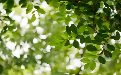 自然绿色树叶素材视频