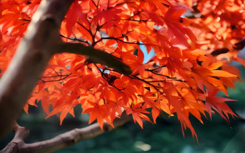 秋天的红枫视频