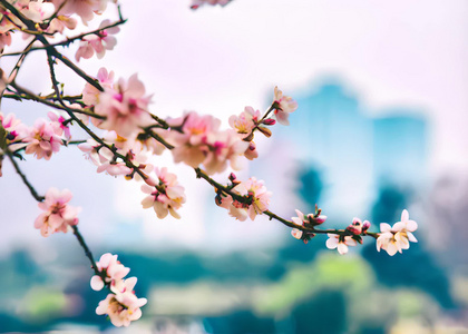 春日里盛开的桃花视频