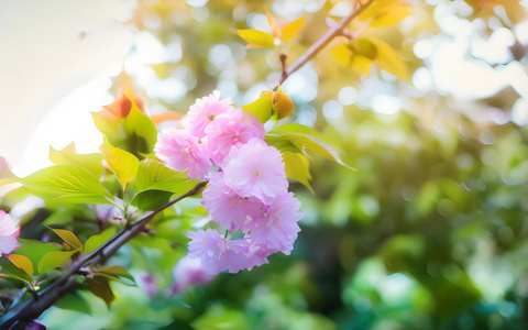 春天樱花生机勃勃视频